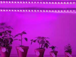 LED lente (rozā) 1m augu audzēšanas telpās.