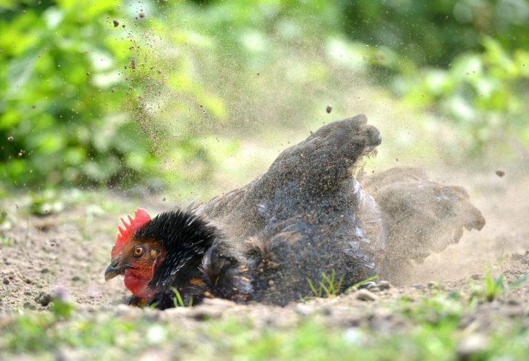 Read more about the article Kā pasargāt sevi un izskaust vistu ērces?