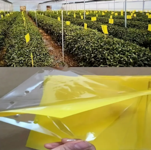 Kaitēkļu slazds – divpusēja lipīga lapa, kas pievilina kukaiņus, laputis un citus kaitēkļus, 10 gab.