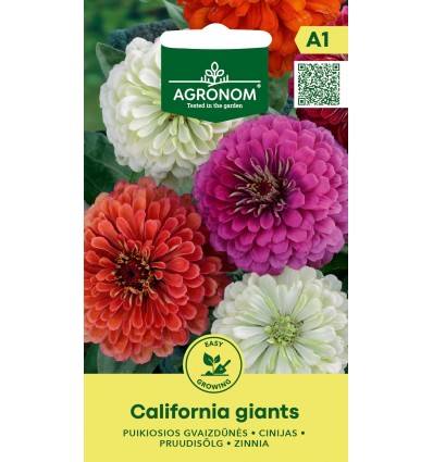 KRĀŠŅĀS CĪNIJAS DĀLIJZIEDU CALIFORNIA GIANTS