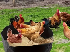 Apaļa auduma smilšu vanna putniem