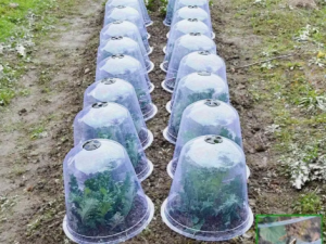 Augu aizsargkupols – diedzēšanas pārsegs (mini siltumnīca) ar ventilāciju, 5 gab