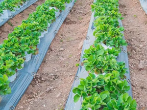 Metāla stiprinājuma mietiņi ar gredzenu (agroplēvei, audumam, tīklam), 10 gab