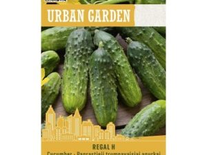 PARASTIE ĪSĀ AUGĻA GURĶI REGAL H