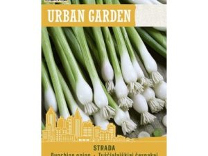 LOKSU SĪPOLI STRADA