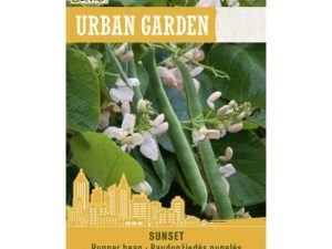 SARKANZIEDU VĪTEŅPUPAS SUNSET