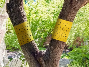 Kukaiņu lamata – abpusēja lipīga lente kukaiņu, laputu un citu kaitēkļu pievilināšanai, 2,2 m