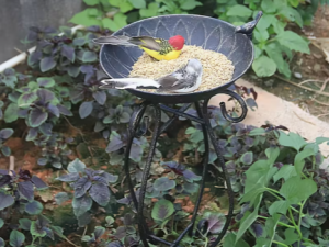 Metāla putnu barotava – baseins ar kājām