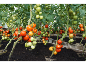 ĒDAMIE TOMĀTI TOLSTOI H