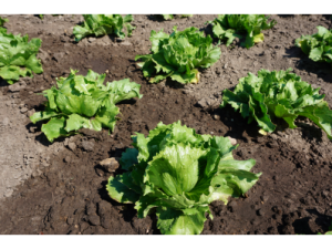 Sējamie salāti LARSEN