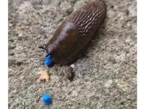 FERRONITE SLUG GRANULE, moliuskocīds – granulas pret gliemežiem un kailgliemežiem, 1 kg