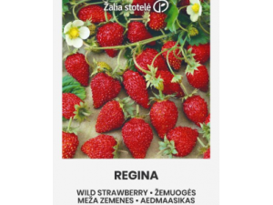 MEŽZEMENE REGINA