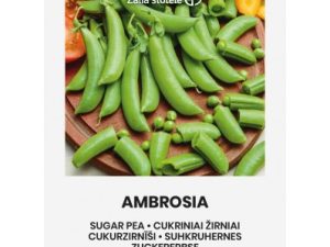 ZIRŅI CUKURA AMBROSIA